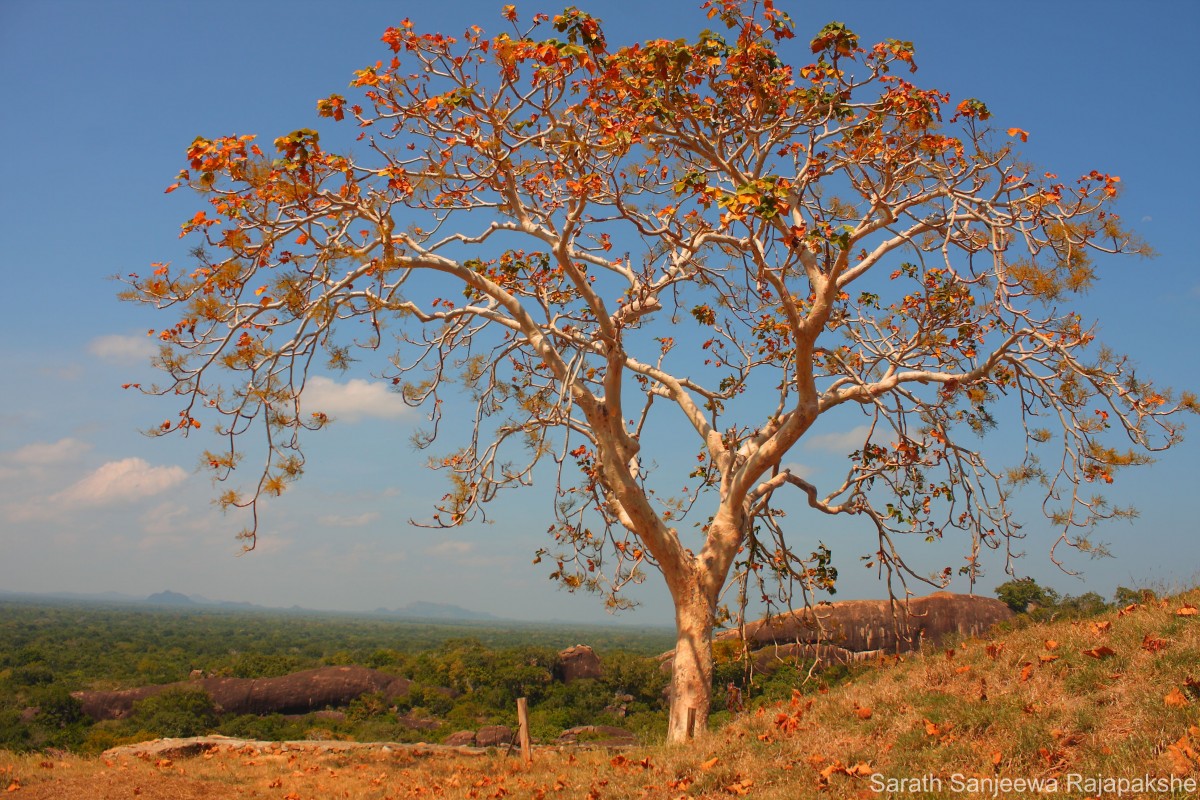 Sterculia urens Roxb.